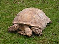Tortue striee ou a eperons, Geochelone sulcata(ord. Testudines)(fam. Testudinides) (Photo F. Mrugala) (3)